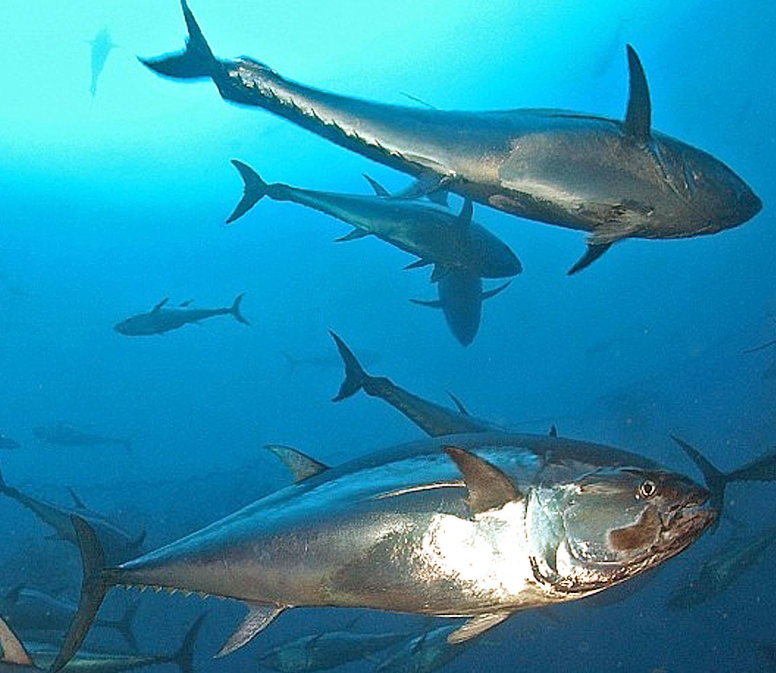 A sestri levante pescatori disperati catturano tonni for Pesci rossi giganti