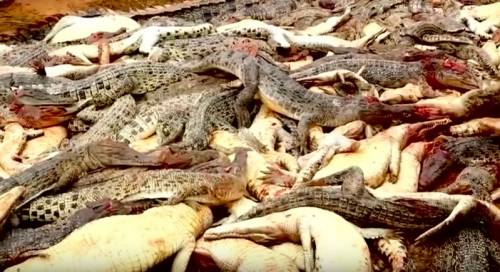 Indonesia, uccidono 292 coccodrilli per vendicare l'amico sbranato