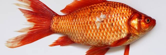 Vietato gettare pesci rossi nel wc for Razze di pesci rossi