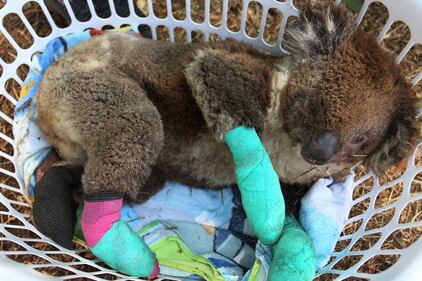 Incendi in Australia, a rischio migliaia di animali 2