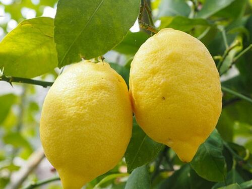 Gli agrumi a 3 euro al chilo: così spariscono i nostri limoni