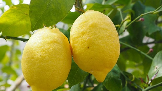 Gli agrumi a 3 euro al chilo: così spariscono i nostri limoni