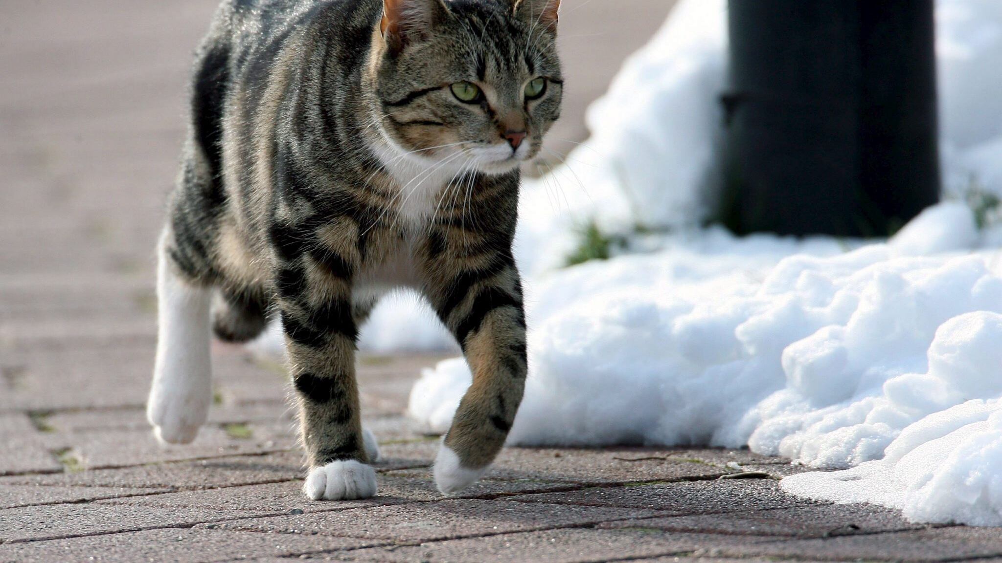 Sparisce e torna dopo anni Se il gatto è più fedele del cane