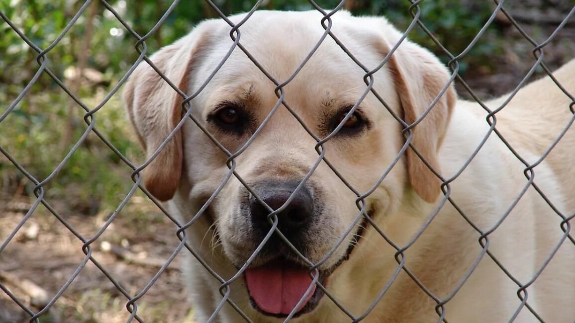 "Salviamo gli animali dei ricoverati di Covid". Già 5mila cani e gatti "protetti" dai volontari