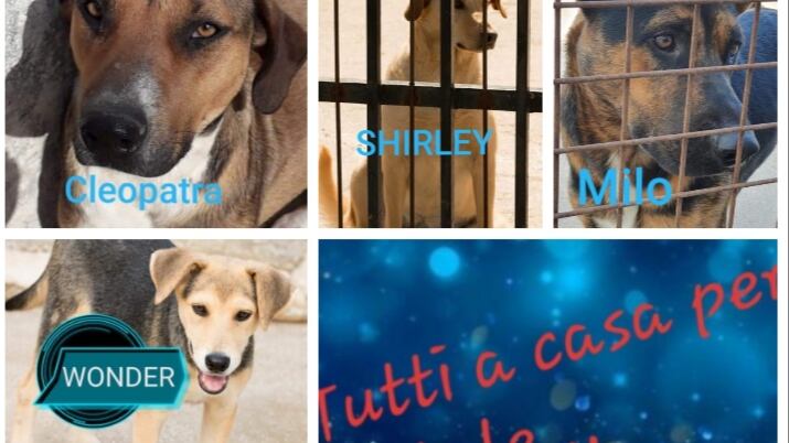 Vieste, i cani dati in adozione davanti alle chiese