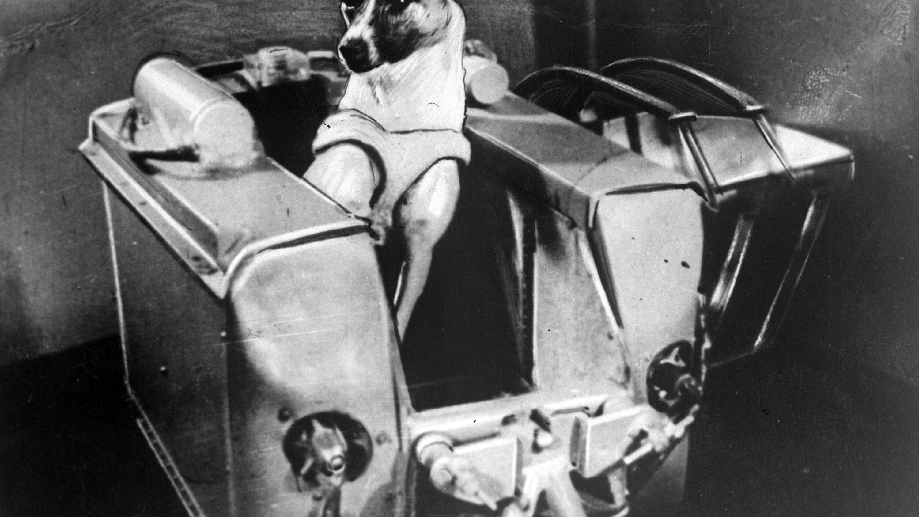 L'Iran come l'Urss 59 anni fa Un altro animale «astronauta»