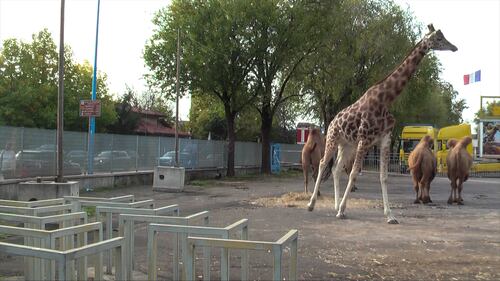 Gli animali del circo "parcheggiati" sull'asfalto 2