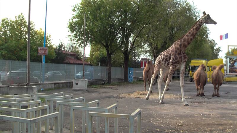 Gli animali del circo "parcheggiati" sull'asfalto 2