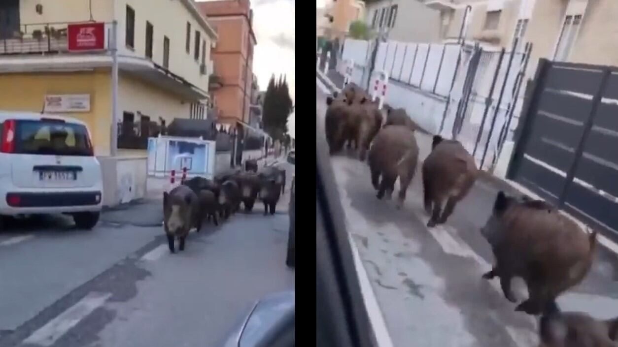"I cinghiali sono problema sempre più grave e fuori controllo"