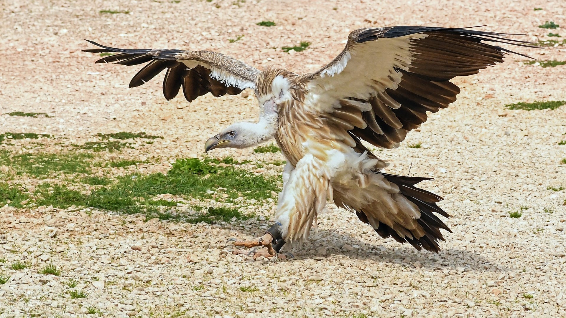 Il grifone Goldrake torna in libertà dopo l'operazione a Firenze