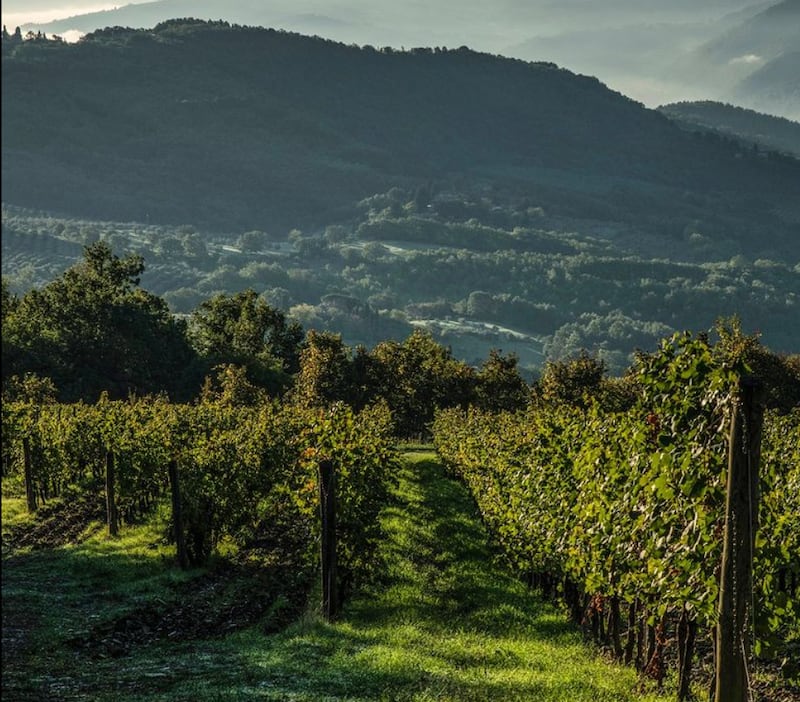 I vigneti di Marchesi Antinori