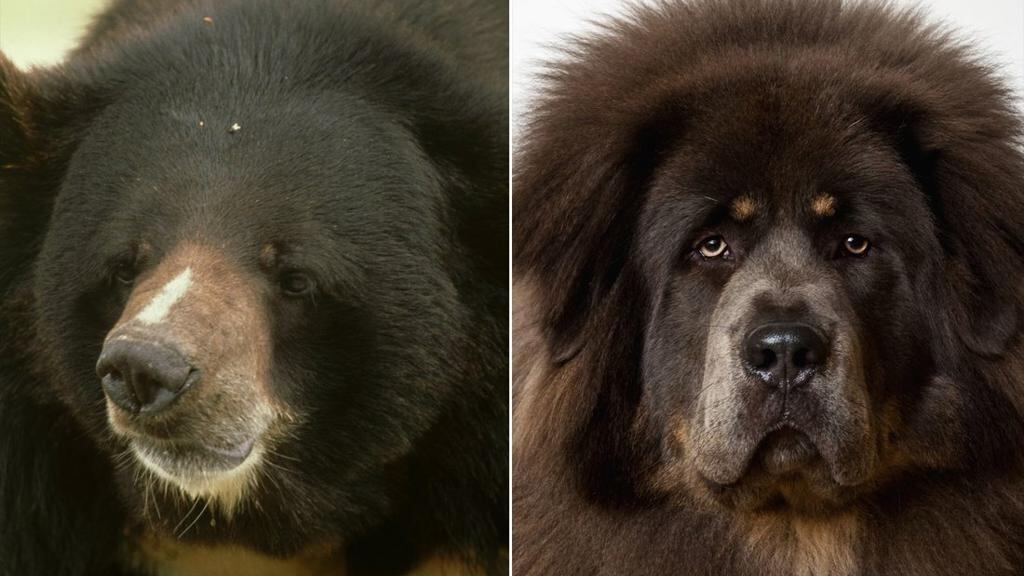 Compra un animale in vacanza: pensa sia un cane invece è un orso