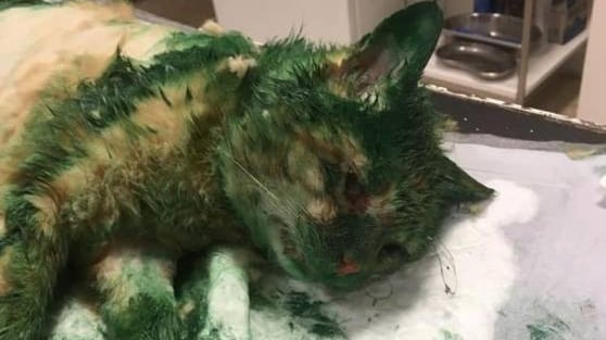 Gatto coperto di vernice verde da ignoti, veterinari lo salvano