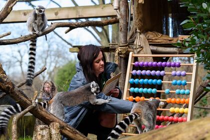 Allo zoo di Londra è il giorno del censimento 2