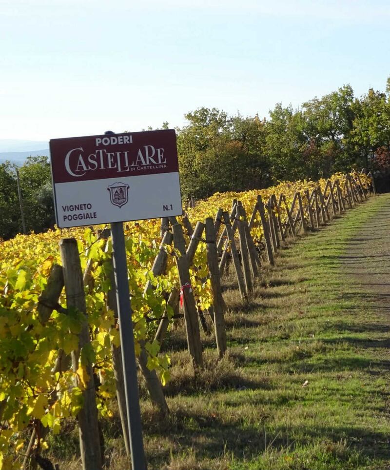 Castellare di Castellina, i vigneti