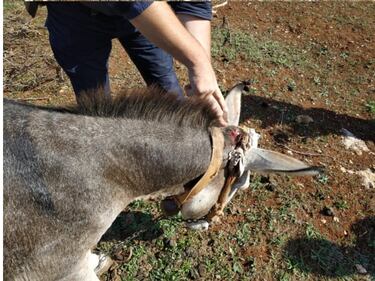 Taranto, asini incatenati: denunciato allevatore 4
