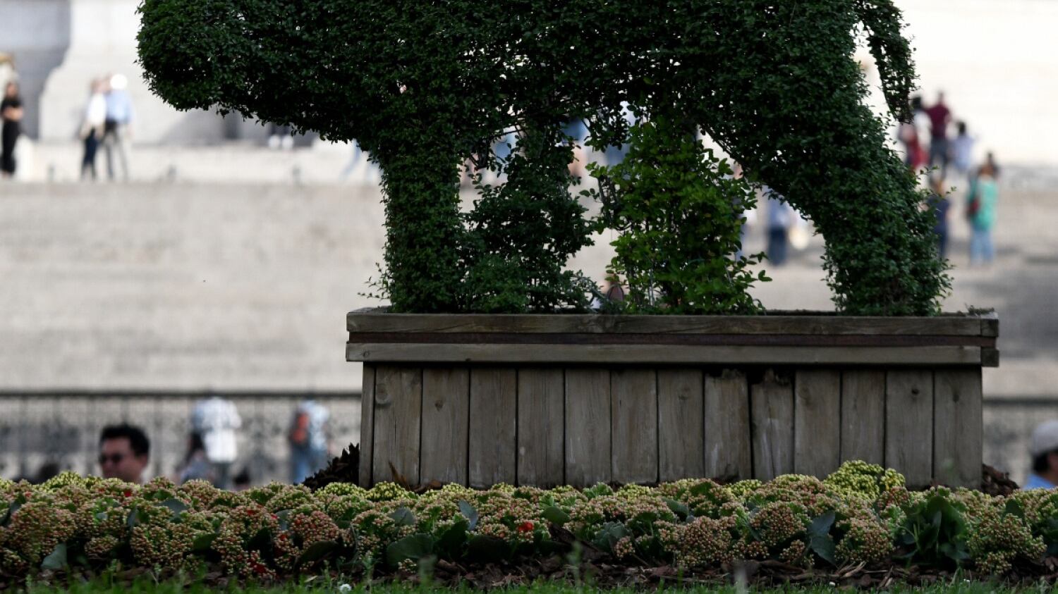 Roma, dopo 'Spelacchio' arriva 'Orsalupa'