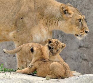 Bioparco di Roma sono nati due leoncini asiatici 5