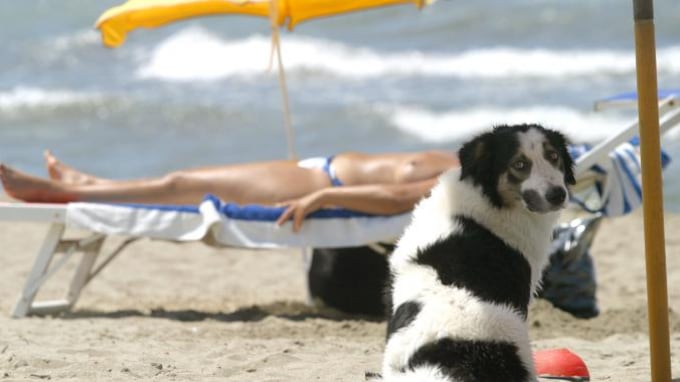 Ecco il vademecum per un'estate insieme all'amico a 4 zampe