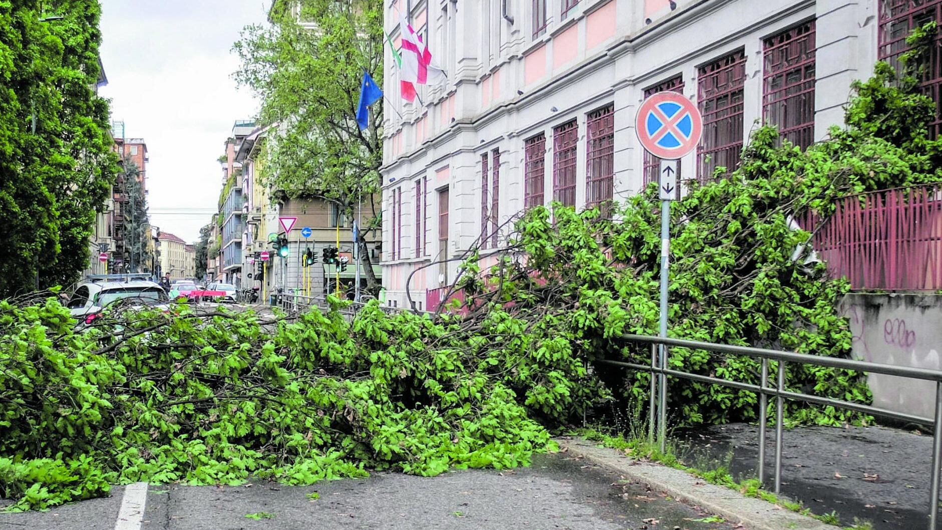 Pioggia e vento, città in allerta. Alberi sulle auto, danni e disagi