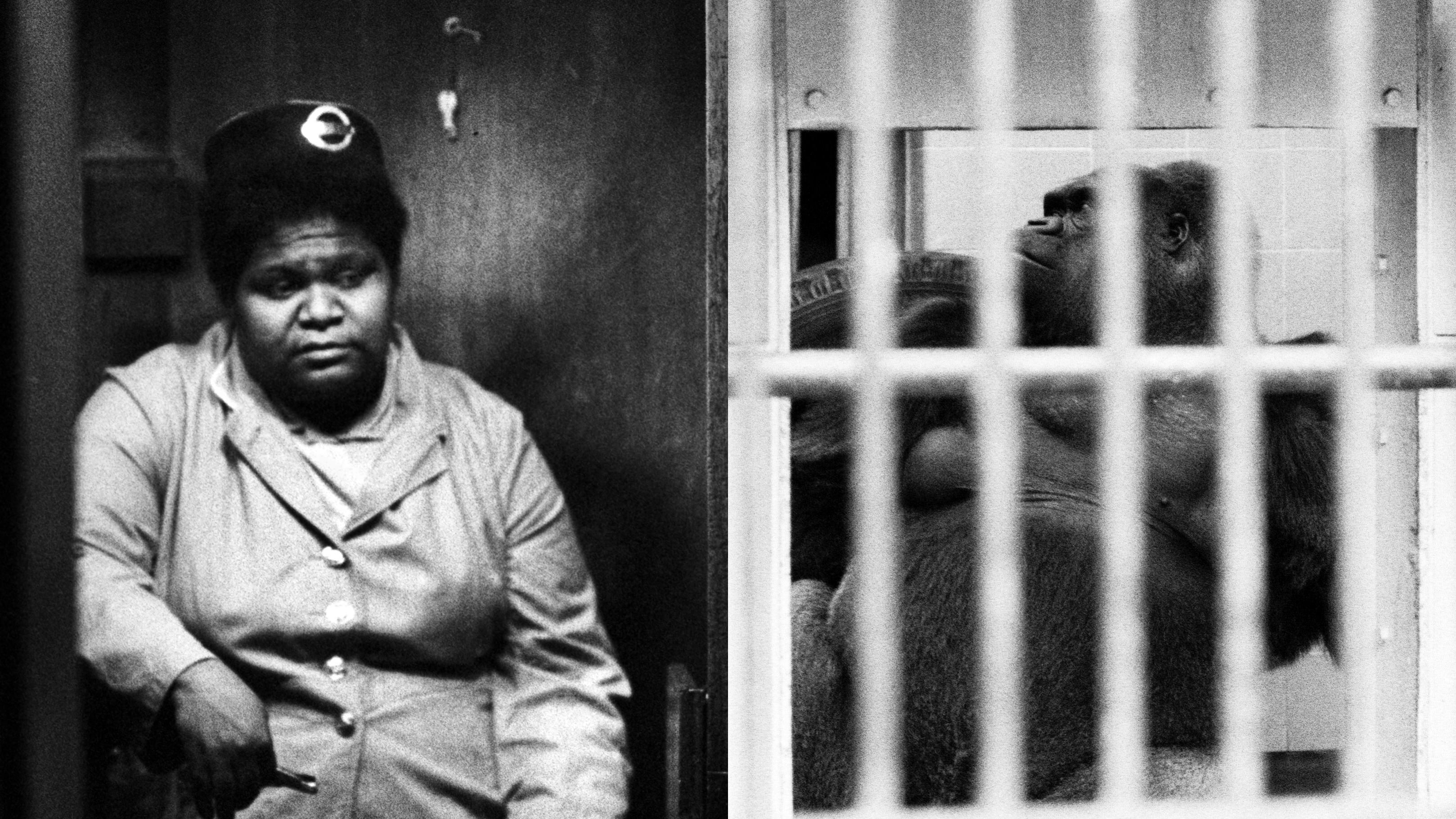 La "negra", il gorilla in gabbia e il razzismo degli antirazzisti