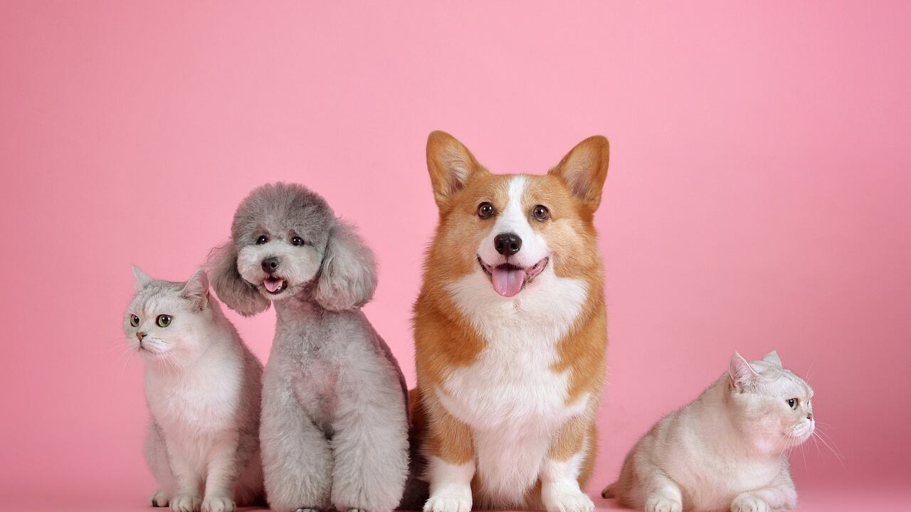 Bonus veterinario, come risparmiare sulle spese degli amici a quattro zampe