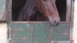 La storia a lieto fine di due cavalli da corsa salvati dal macello