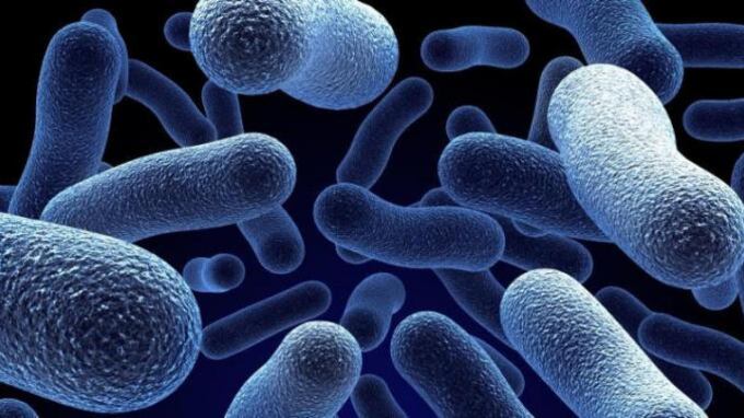 A caccia del Clostridium Difficile: i cani scovano batteri in ospedale