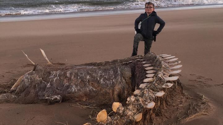 "È il mostro di Loch Ness". Sulla spiaggia scozzese spunta un'enorme carcassa