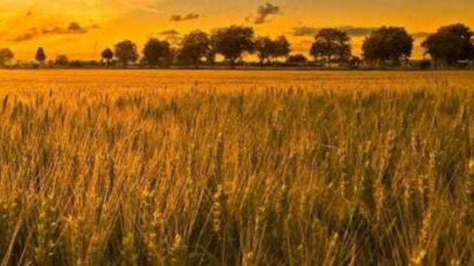 La Xylella torna in Puglia, ma ora infetta le spighe