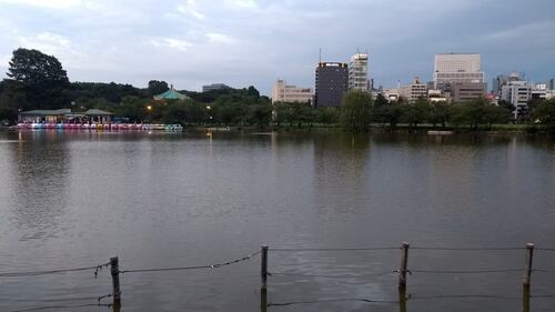 Cormorani in volo sul lago, Ueno Koen l'oasi romantica di Tokyo 1