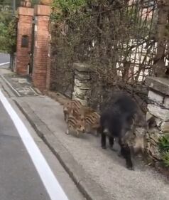 Coronavirus, gli animali selvatici (e non) invadono le città 10