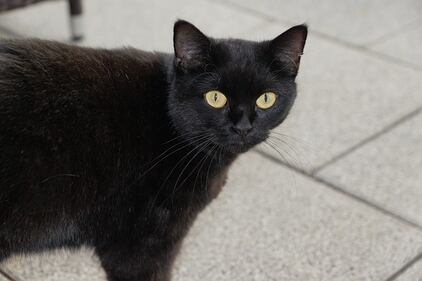 Gatto nero, foto 6