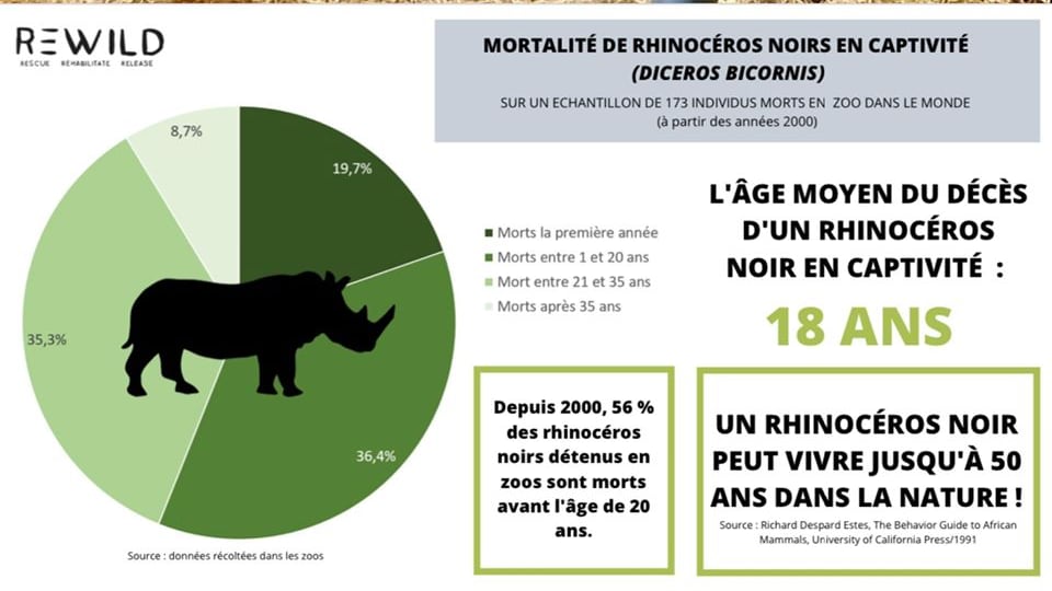 Jacob, il rinoceronte nero morto di fame nello zoo francese
