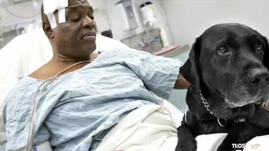 Il cane che tutti vorrebbero: salva il padrone e lo fa ricco