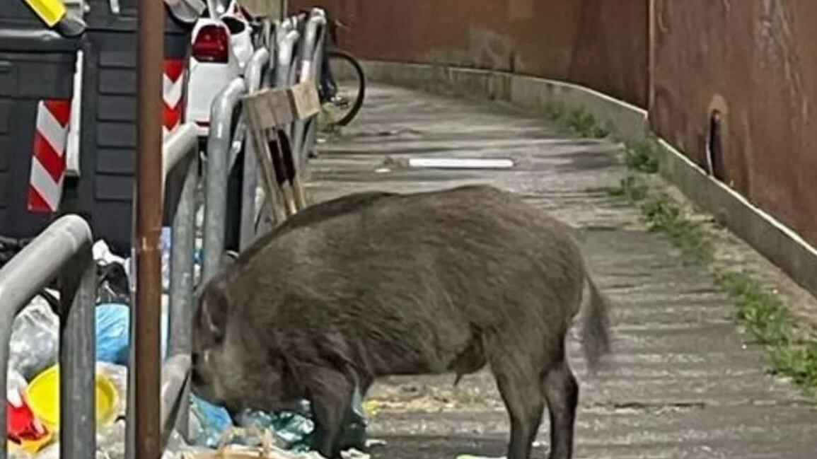 "Da noi cani e porci". La frecciata di Mentana a La7