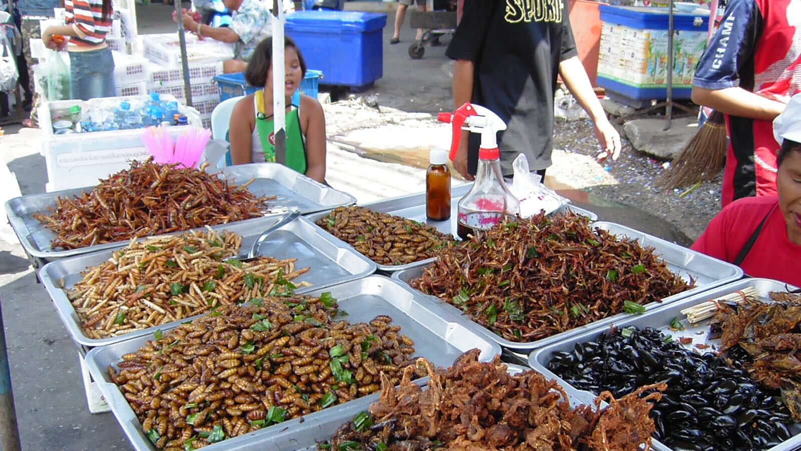 Nasce "Insecta": il primo allevamento di grilli italiano