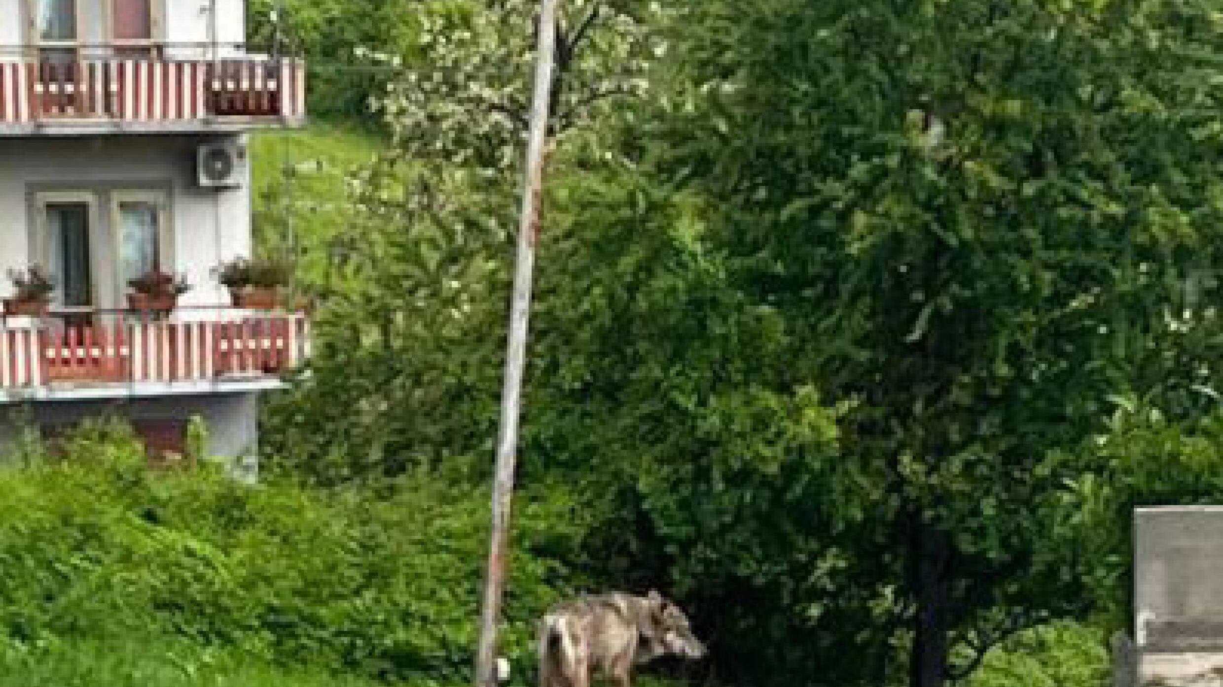 Lupo aggredisce donna e cane in città