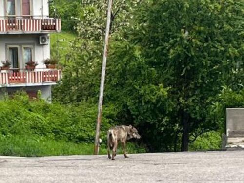 Lupo aggredisce donna e cane in città