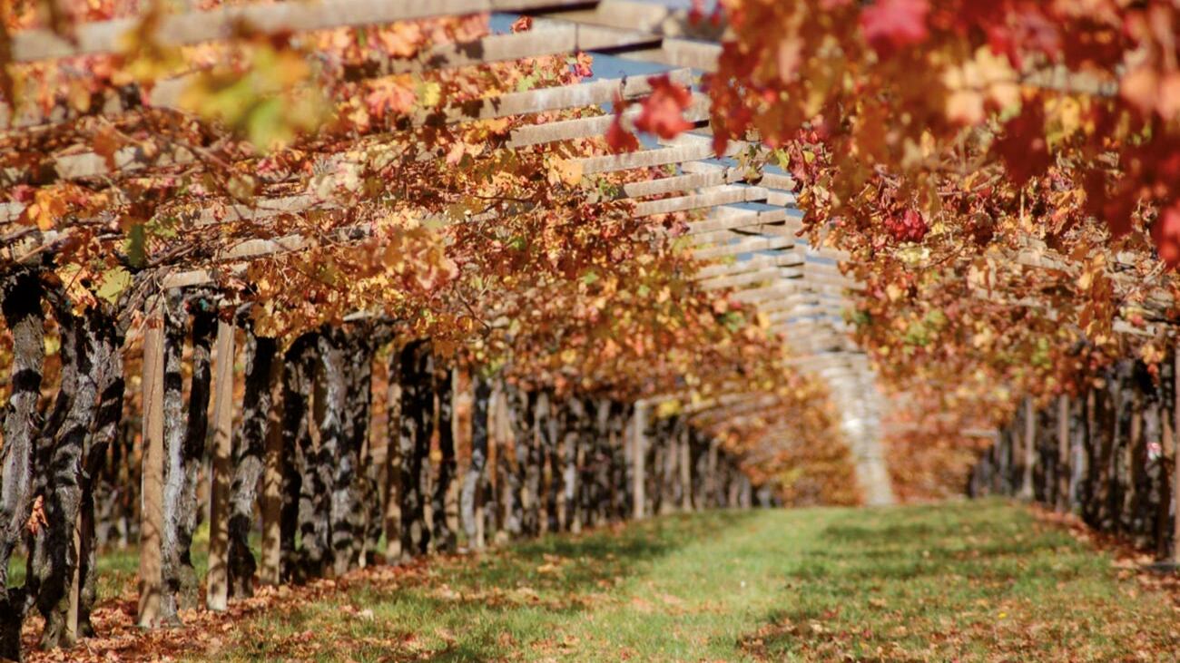 San Leonardo 2020: il vino gentile dei Marchesi Guerrieri Gonzaga