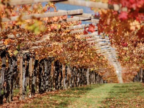 San Leonardo 2020: il vino gentile dei Marchesi Guerrieri Gonzaga