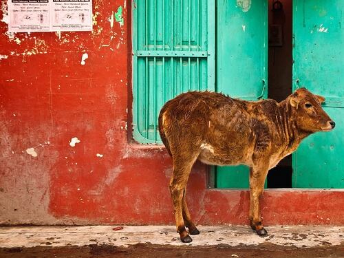 India, la scoperta di 25 mucche uccise ha causato omicidi e violenze