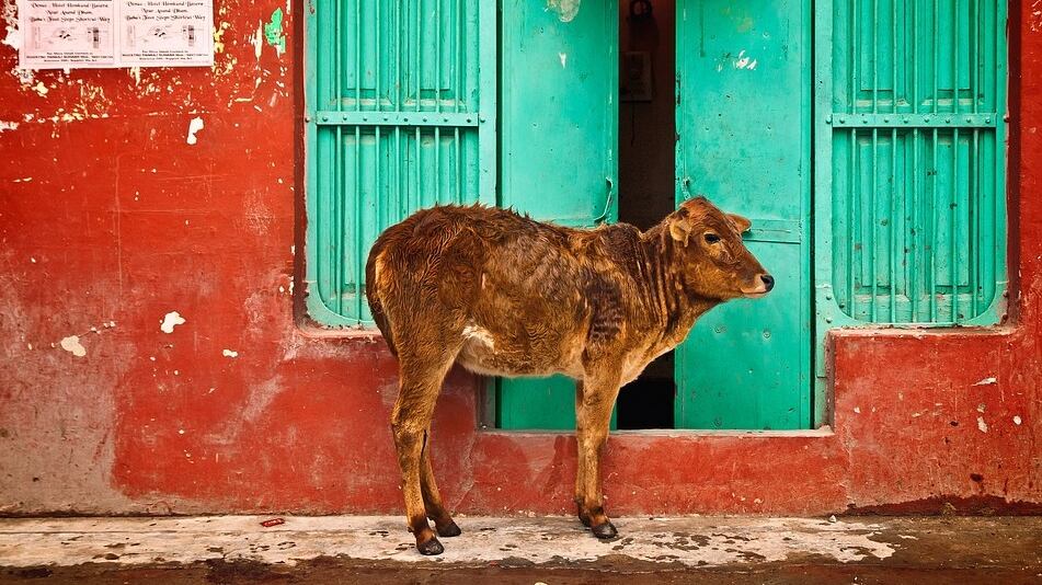 India, la scoperta di 25 mucche uccise ha causato omicidi e violenze