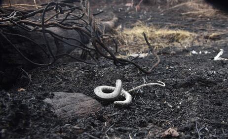 Incendi in Bolivia, le immagini della devastazione 5