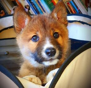 Wandi, il tenero cucciolo di dingo, incrocio tra un cane e una volpe 2