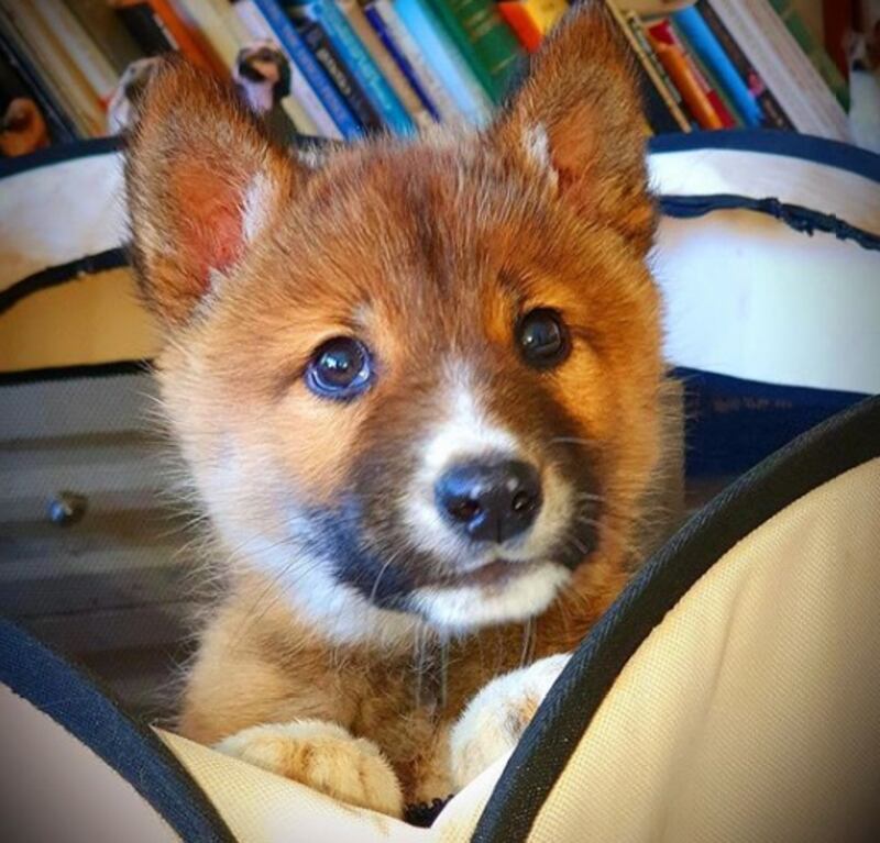 Wandi, il tenero cucciolo di dingo, incrocio tra un cane e una volpe 2