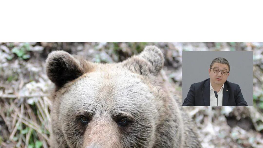 Fugatti indagato per la morte dell’orso M90: "Fu ucciso con crudeltà"