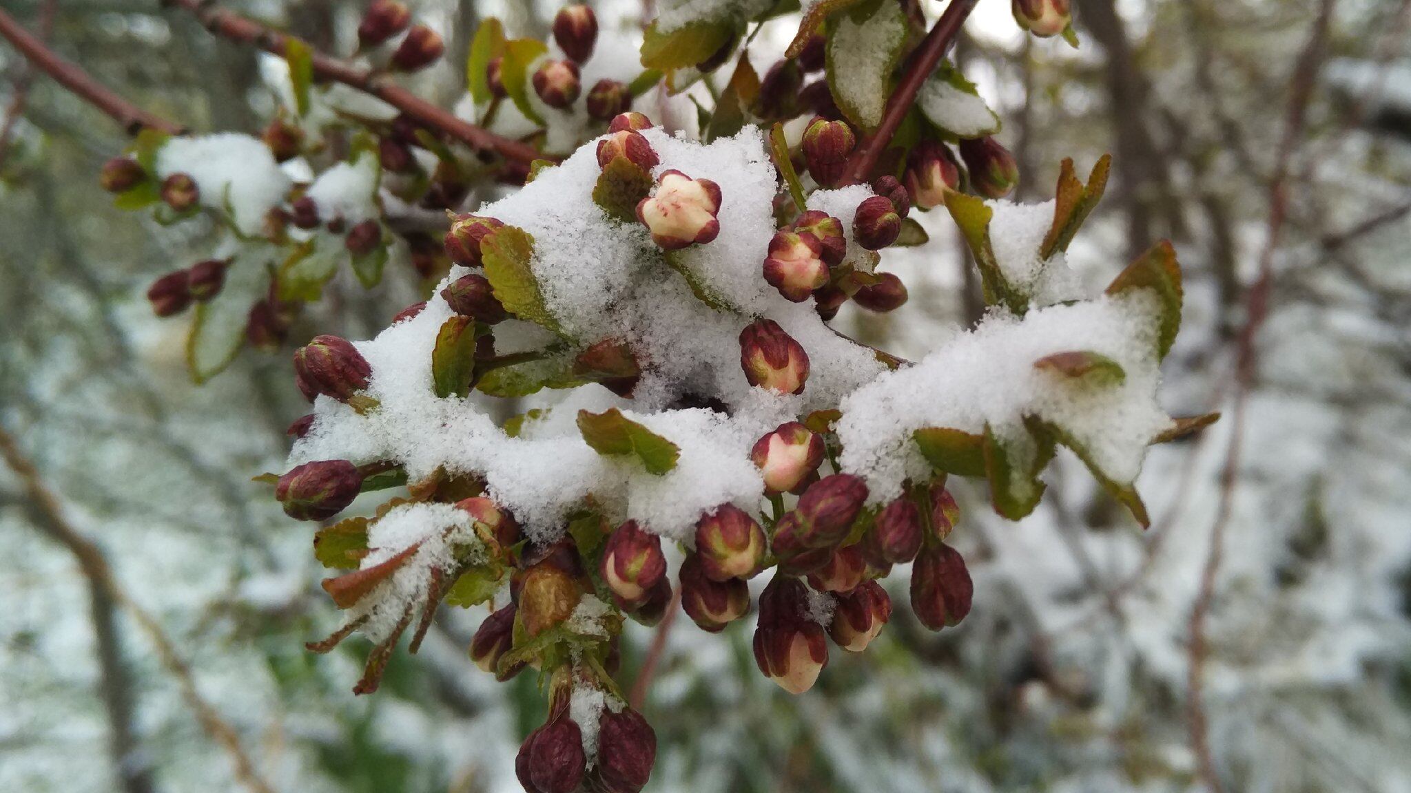 Freddo e nevicate, ma la primavera arriva: ecco quando