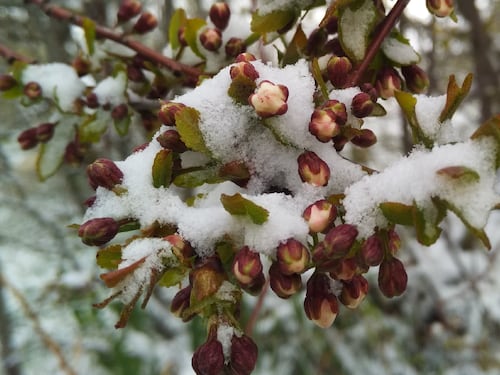 Freddo e nevicate, ma la primavera arriva: ecco quando