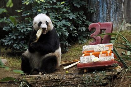 Il panda più vecchio al mondo fa gli anni oggi 2